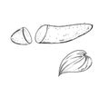 Hand drawn sketch black and white of yam, batata, leaf, sweet potato, slice. Vector illustration. Elements in graphic Royalty Free Stock Photo