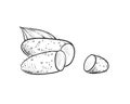 Hand drawn sketch black and white of yam, batata, leaf, sweet potato, slice. Vector illustration. Elements in graphic Royalty Free Stock Photo