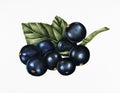 Hand drawn sketch of blackcurrants Royalty Free Stock Photo