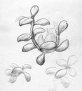 Hand drawn sketch of a branch close up