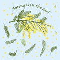 Hand-drawn sketch branch of mimosa flower in yellow and green color. Good idea for your design poster, greeting card
