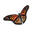 Hand drawn sketch of butterfly in color. Isolated on white background. Drawing for posters, decoration and print. Vector Royalty Free Stock Photo