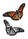 Hand drawn sketch of butterfly in color. Isolated on white background. Drawing for posters, decoration and print. Vector Royalty Free Stock Photo