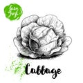 Hand drawn sketch cabbage with big leaves. Fresh farm vegetables vector illustration.