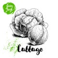 Hand drawn sketch cabbage composition. Fresh farm vegetables vector illustration.