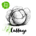 Hand drawn sketch cabbage. Fresh farm vegetables vector illustraion. Royalty Free Stock Photo