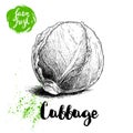 Hand drawn sketch cabbage. Fresh farm vegetables vector illustration.