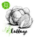 Hand drawn sketch cabbages. Fresh farm vegetables vector illustration. Royalty Free Stock Photo