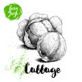 Hand drawn sketch cabbages. Fresh farm vegetables vector illustration.