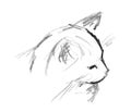 Hand drawn sketch of cat's head