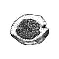 Hand-drawn sketch of caviar on a bread slice isolated on a white background. Black caviar canape vector drawing in engraved style Royalty Free Stock Photo