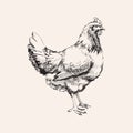 Hand Drawn Sketch Chicken Hen Vector illustration Royalty Free Stock Photo