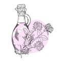 Hand drawn sketch of clover flower. Clover oil bottle. Cosmetic, perfumery, kitchen and medical plant. Vector