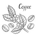 Coffee plant branch