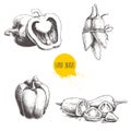 Hand drawn sketch collection of different types of pepper. Bell sweet peppers composition, sliced hot chili peppers and jalapeno p