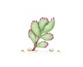 Hand Drawn Sketch of Cotyledon Tomentosa Succulents Plant