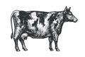 Hand drawn sketch of a cow. Cattle, livestock, animal grazing vector illustration Royalty Free Stock Photo