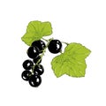 Hand drawn sketch of currant in color. Isolated on white background. Drawing for posters, decoration and print. Vector