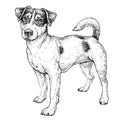 Hand Drawn Sketch Of Cute Funny Jack Russell Terrier. Vector Illustration