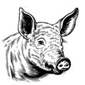 Hand drawn sketch of a cute pig. Portrait of a farm animal in vintage engraved style. Vector illustration.