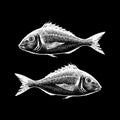 Hand drawn sketch of dorado fish. Chalk illustration of two fish isolated on black background.