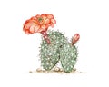 Hand Drawn Sketch of Echinocereus Engelm Cactus Plant Royalty Free Stock Photo