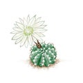 Hand Drawn Sketch of Echinopsis Subdenudata Cactus Plant