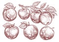Set of apples. Apple fruit, branch with leaves. Hand drawn sketch engraving style vector illustration Royalty Free Stock Photo