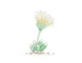 Hand Drawn Sketch of Fenestraria Rhopalophylla Succulent Plant Royalty Free Stock Photo