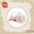 Hand drawn sketch figs. Vintage eco food drawing. Whole fruit and half of fig vector