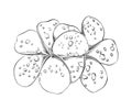 Hand drawn sketch of frangipani thai flower in black isolated on white background. Detailed vintage etching style drawing.