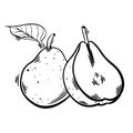 Hand drawn sketch fruit pear. Eco food background. Vector isolated illustration Royalty Free Stock Photo