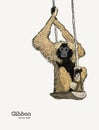 Gibbon monkey sketch vector graphic drawing.