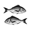 Hand drawn sketch of Gilt-head bream. Ink illustration of two fish isolated on white background.