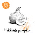 Hand drawn sketch hokkaido pumpkin. Kuri with seeds and slice. Autumn fruit. Seasonal symbol. Healthy nutrition vector illustratio