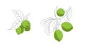 Hand drawn sketch illustration of lime hanging on branch with leaves, artistic grphic, combination of line with color