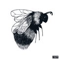 Hand drawn sketch of insect. Bumblebee in flight