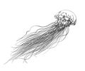 Hand drawn sketch of jellyfish in black isolated on white background. Detailed vintage style drawing. Vector Royalty Free Stock Photo