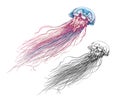 Hand drawn sketch of jellyfish in color, isolated on white background. Detailed drawing in the style of vintage. Vector