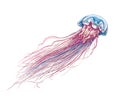 Hand drawn sketch of jellyfish in color, isolated on white background. Detailed drawing in the style of vintage. Vector