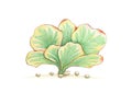 Hand Drawn Sketch of Kalanchoe Luciae Succulent Plant