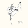 Hand drawn sketch of lily-day, single bud Detailed vintage botanical illuatration. Floral black silhouette isollated on white Royalty Free Stock Photo