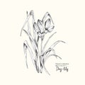 Hand drawn sketch of lily-day, single bud Detailed vintage botanical illuatration. Floral black silhouette isollated on white Royalty Free Stock Photo
