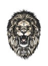 Hand drawn sketch of lion head in color isolated on gray background. Detailed vintage style drawing. Vector illustration