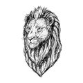 Hand drawn sketch of lion head. Vector illustration. Royalty Free Stock Photo