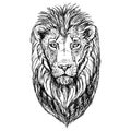 Hand drawn sketch of lion head. Vector illustration. Royalty Free Stock Photo