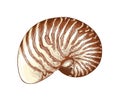 Hand drawn sketch of nautilus shell in color, isolated on white background. Detailed vintage style drawing. Vector Royalty Free Stock Photo