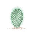 Hand Drawn Sketch of Old Man Cactus Plant