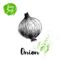 Hand drawn sketch onion. Farm fresh vegetables poster.