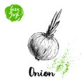 Hand drawn sketch onion with sprouts. Farm fresh vegetables poster.